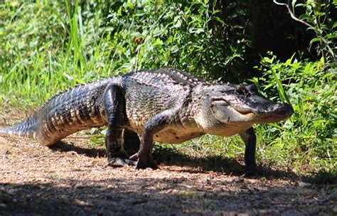 American Alligator Alligator Mississippiensis Sometimes Flickr