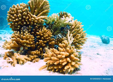 Coral Reef At Maldives Stock Image Image Of Tropical 53554253