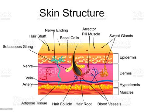 Human Skin Structure Vector Illustration Isolated Background Stock