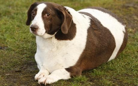 The apop calls this a fat pet gap, in which a chubby dog is identified as normal. Fat Dogs | DogsAreTheCoolest