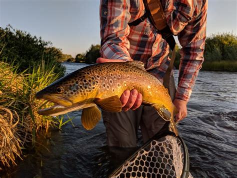 Fliesenverlegung in der dusche (erhöhte der estrich weber.plan 816 kann bereits nach 24 stunden mit fliesen belegt werden. Weber River Fishing Reports | Fly Fishing Conditions ...