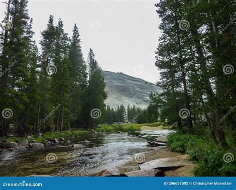 Scenic View Of The Merced River Flowing Through Dense Pine Tree Forest