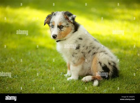 Sad Looking Australian Shepherd Puppy Stock Photo Alamy