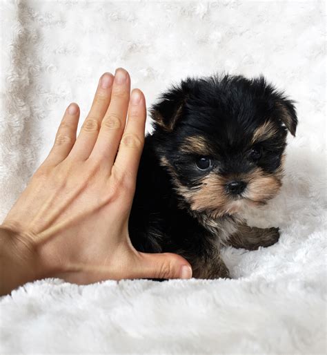 Tiny Teacup Yorkshire Terrier Puppy For Sale Mason Iheartteacups
