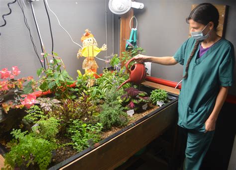 Seniors Tend Garden For Comfort During Troubled Times Bainbridge