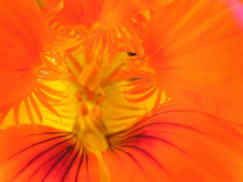 Inside The Flower Free Photo Download Freeimages