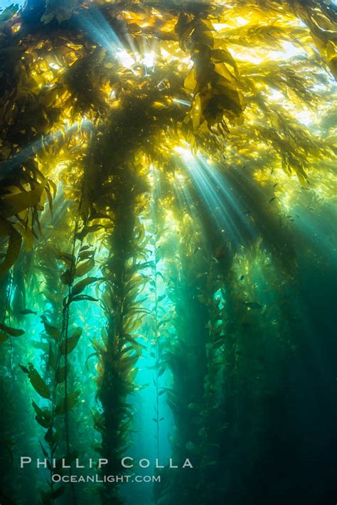 Sunlight Streams Through Giant Kelp Forest Macrocystis Pyrifera