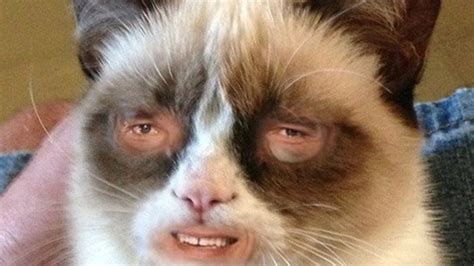 20 Cats With Human Faces Meme