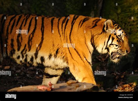 Siberian Tiger Amurian Tiger Panthera Tigris Altaica Walking Stock
