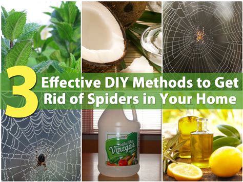 3 Effective Diy Methods To Get Rid Of Spiders In Your Home Diy And Crafts