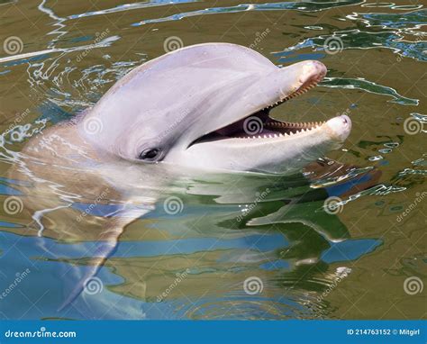 Closeup Of A Smiling Dolphin With Mouth Open Stock Photo Image Of
