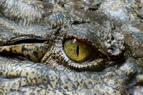 3840x2610 Animal Animal Photography Close Up Crocodile Crocodile