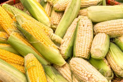 Corn On The Cob Free Stock Photo Public Domain Pictures