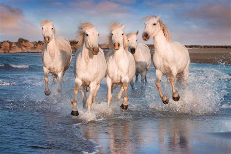 Taming The Wild Horses Of Emotion In The Boardroom