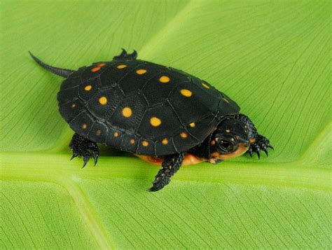 Spotted Turtles For Sale The Turtle Source