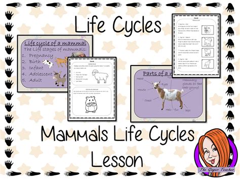 Mammal Life Cycles Lesson Science Lessons Life Cycles Life Cycles