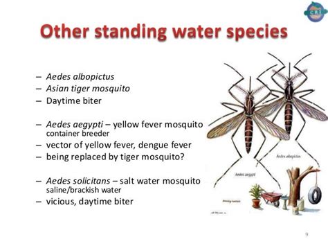 Difference Between Major Mosquito Species Anophele Culex And Aedes