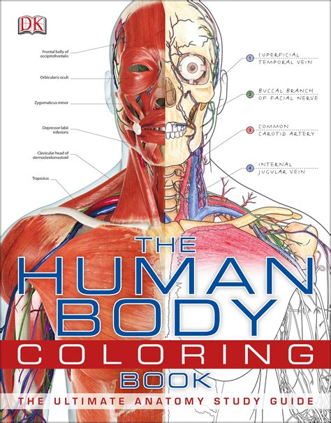 Human Body Coloring Book By Dk Penguin Books Australia