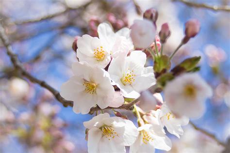 Top 10 Small Flowering Trees That Offer Wonderful Spring Blooms Home