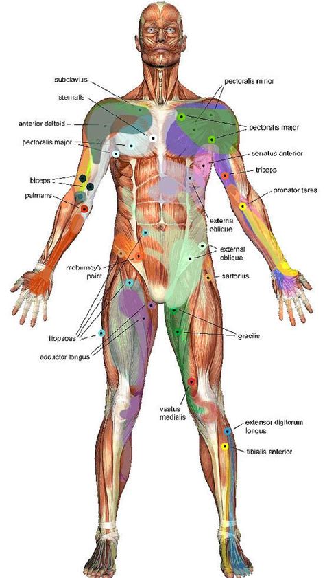 Trigger Point Map Front Balance In Motion Bodywork Santa Barbara