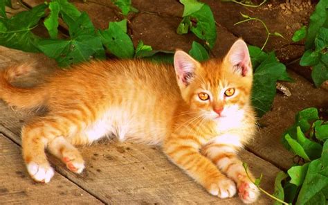 Orange tabby cat is packed with fascinating facts about orange tabbies. FireClan | Warrior Cat Clans Wiki | Fandom powered by Wikia