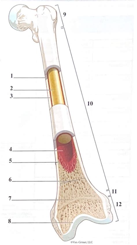 Gross Anatomy Of A Typical Long Bone Diagram Quizlet