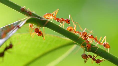 Does Boric Acid Kill Ants A Detailed Guide Pest Samurai