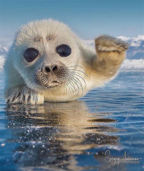 Lista 103 Foto The Cutest Animal In The World Actualizar