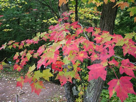 Autumn Leaves What Influences The Color Purdue Extension Forestry