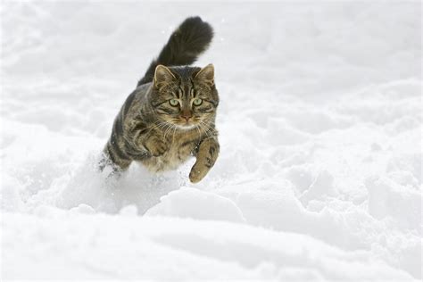 Domestic Cat Felis Catus Male Running Photograph By Konrad Wothe Fine