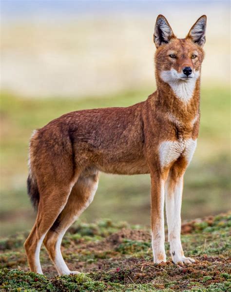 Ethiopian Wolf Wild Kratts Wiki Fandom