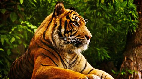 Animal Tiger 4k Ultra Hd Wallpaper