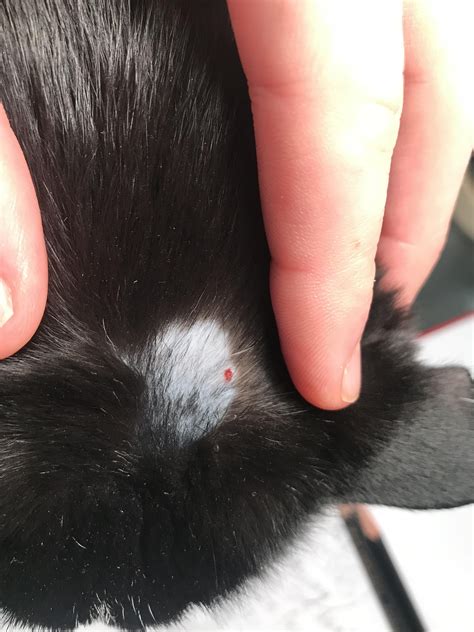 Cat Has A Small Bald Spot On Head Causes Treatment And Hair Care Tips