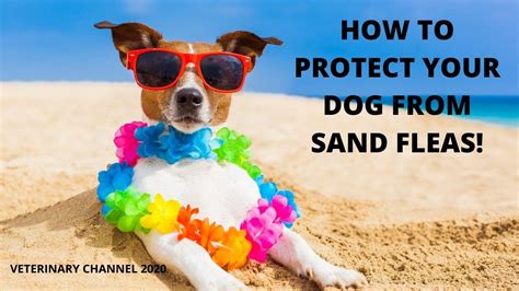 Written by dan edwards on november 10, 2018 last updated: How To Protect Your Dog From Sand Fleas ? | How To Treat ...