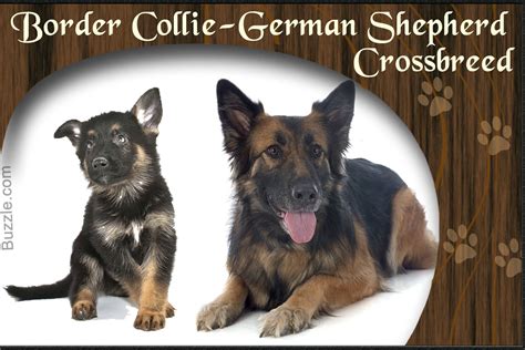 However, he's not a german shepherd. Personality Traits of Border Collie and German Shepherd Mix Breed