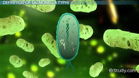 | domain = bacteria | phylum = proteobacteria | class = gammaproteobacteria | order = enterobacteriales | family = enterobacteriaceae | genus = salmonella | species = s. Characteristics of Salmonella Typhi Bacteria - Video ...