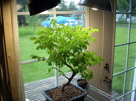 Indoor Plant Lights And Grow Bulbs Bonsai Tree Gardener