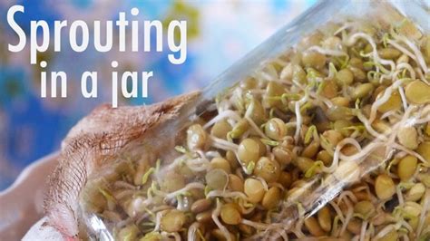 How To Grow Sprouts In A Jar Youtube Growing Sprouts Sprouts