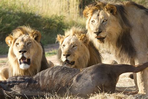 Pic of the week: Mabula welcomes three male lions | Southern & East ...