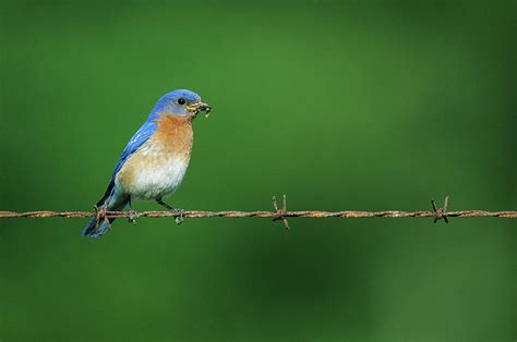 Eastern Bluebird Sialia Sialis Photograph By Richard And Susan Day