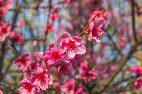 Pink Beautiful Flowers Of A Peach Tree On A Sunny Day Stock Image