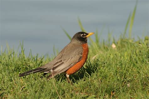 Franklyspeaking State Birds The American Robin