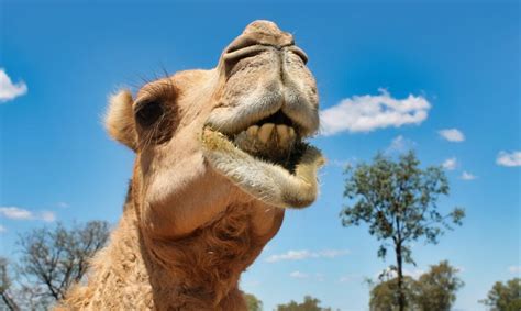 A Dairy Solution For Australias Out Of Control Feral Camels Modern