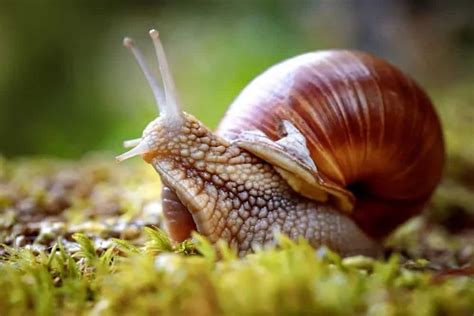 6 Different Types Of Snails Plus Interesting Facts Nayturr