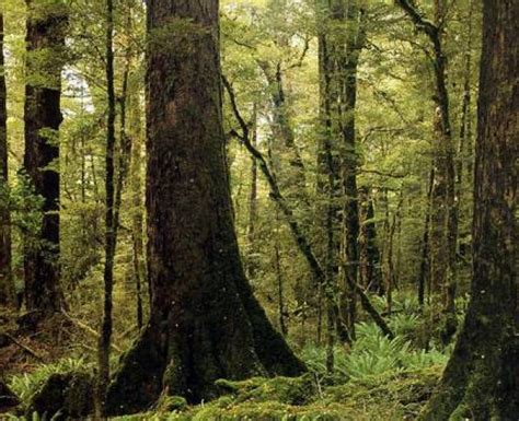 Canterbury Scientist Shows How Climate Change Impacts Beech Forests