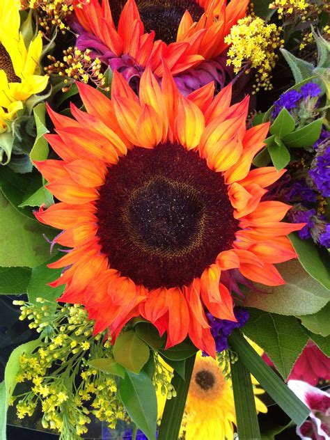 most beautiful sunflower i ve ever seen love the different colors within the flower flower