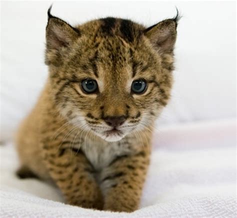 This Is How A Baby Iberian Lynx Looks Like