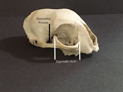 What Lies Beneath Skull Identification Part I