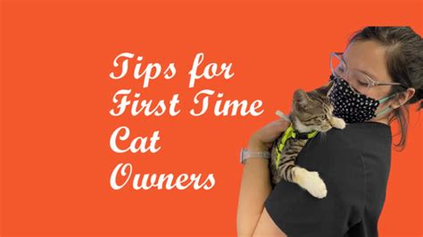 10 Tips For First Time Cat Owners Nondon