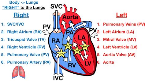 Heart Blood Flow Simple Anatomy Diagram Cardiac Circulation Pathway